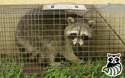 Saratoga County trapping